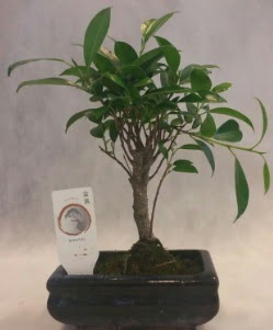 Bonsai japon a�ac� bitkisi sat���  Ankara Sincan �i�ek , �i�ek�i , �i�ek�ilik 