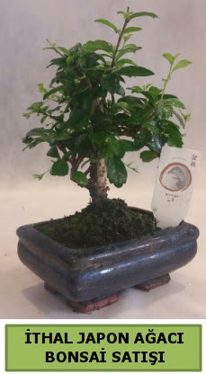thal japon aac bonsai bitkisi sat  Ankara Sincan ieki maazas 