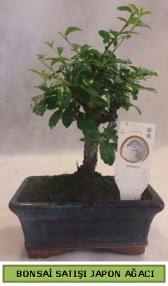 Minyatr bonsai aac sat  Ankara Sincan hediye iek yolla 