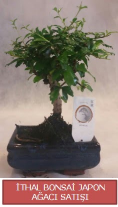 �thal k���k boy minyat�r bonsai a�a� bitkisi  Ankara Sincan �i�ek�i ma�azas� 