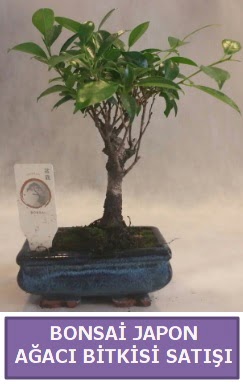 �thal Bonsai japon a�ac� bitkisi sat���  Online Ankara Sincan �i�ek sat��� 