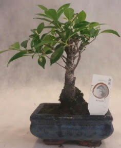 Bonsai a�ac� japon a�a� bitkisi  Ankara Sincan ucuz �i�ek g�nder 