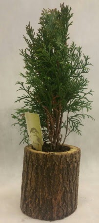 SINIRLI STOK Selvi Bonsai Do�al k�t�kte  Online Ankara Sincan �i�ek sat��� 