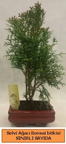 Selvi aac bonsai japon aac bitkisi  Ankara Sincan iek siparii sitesi 