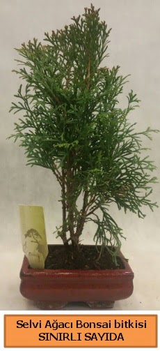 Selvi a�ac� bonsai japon a�ac� bitkisi  Ankara Sincan �i�ek sipari�i sitesi 