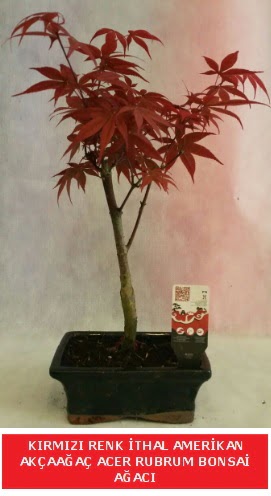 �THAL ACER RUBRUM BONSA� A�ACI  Ankara Sincan �i�ek , �i�ek�i , �i�ek�ilik 