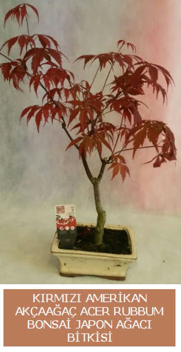 Amerikan akaaa Acer Rubrum bonsai  Ankara Sincan iek servisi , ieki adresleri 
