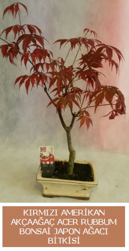 Amerikan ak�aa�a� Acer Rubrum bonsai  Ankara Sincan �i�ek servisi , �i�ek�i adresleri 