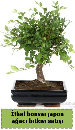 thal bonsai saks iei Japon aac sat  Online Ankara Sincan iek sat 