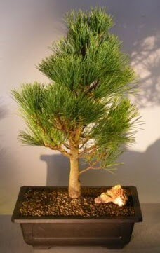 am aac japon aac bitkisi bonsai  Ankara Sincan ieki maazas 