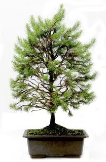 *** STOKTA YOK - �am a�ac� bonsai bitkisi sat���  Ankara Sincan �i�ek online �i�ek sipari�i 