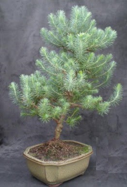 Bonsai �am a�ac� japon a�ac� bitkisi  Ankara Sincan �i�ek , �i�ek�i , �i�ek�ilik 