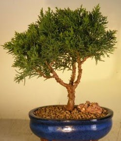 Servi �am bonsai japon a�ac� bitkisi  Ankara Sincan ucuz �i�ek g�nder 