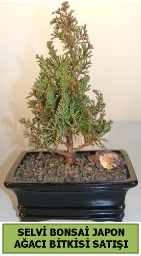 Selvi am japon aac bitkisi bonsai  Ankara Sincan ieki maazas 
