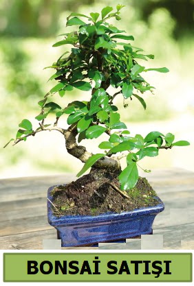 �am bonsai japon a�ac� sat���  Ankara Sincan �i�ek sipari�i sitesi 