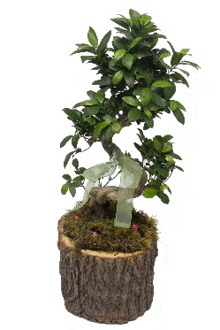 Doal ktkte bonsai saks bitkisi  Online Ankara Sincan iek sat 