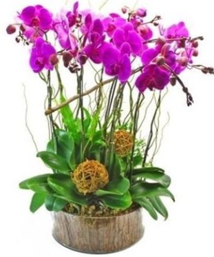 Ahap ktkte lila mor orkide 8 li  cicek siparisi Ankara Sincan cicek , cicekci 