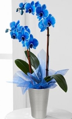 Seramik vazo ierisinde 2 dall mavi orkide  sincan ieki Ankara Sincan internetten iek sat 