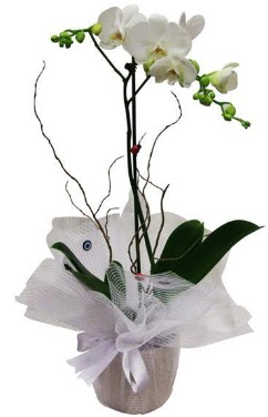 Tek dall beyaz orkide  Ankara Sincan hediye sevgilime hediye iek  