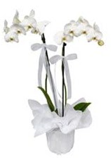 2 dall beyaz orkide  Ankara Sincan iek gnderme sitemiz gvenlidir 