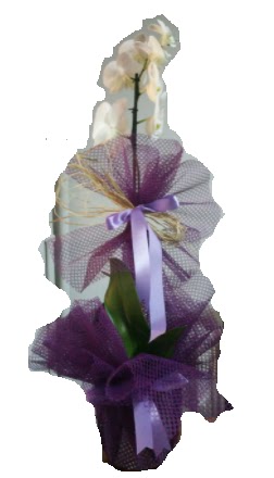 Tek dall beyaz orkide sper kalite ithal  Ankara Sincan online iek gnderme sipari 