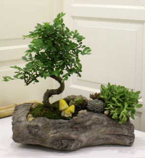 A�a� k�t�k i�erisinde bonsai ve sukulent  Ankara Sincan �i�ek , �i�ek�i , �i�ek�ilik 