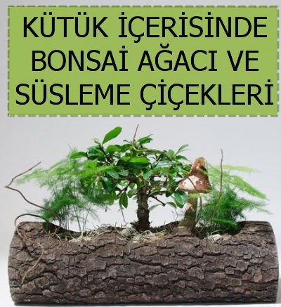 Ktk ierisinde bonsai japon aa bitkisi  Ankara Sincan iek siparii sitesi 