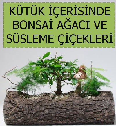 K�t�k i�erisinde bonsai japon a�a� bitkisi  Ankara Sincan �i�ek sipari�i sitesi 