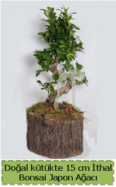 Doal ktkte thal bonsai japon aac  Ankara Sincan hediye iek yolla 