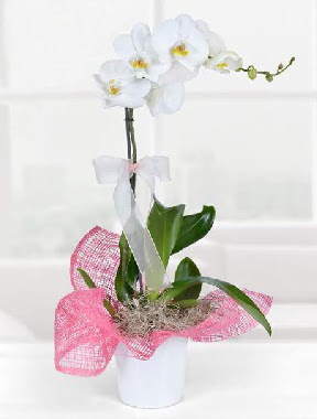 Tek dall beyaz orkide seramik saksda  Ankara Sincan hediye iek yolla  