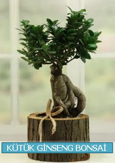 K�t�k a�a� i�erisinde ginseng bonsai  Ankara Sincan �i�ek , �i�ek�i , �i�ek�ilik 