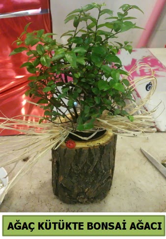 Do�al a�a� k�t�k i�erisinde bonsai a�ac�  Ankara Sincan �i�ek , �i�ek�i , �i�ek�ilik 