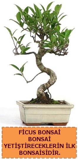 Ficus bonsai 15 ile 25 cm aras�ndad�r  Ankara Sincan ucuz �i�ek g�nder 