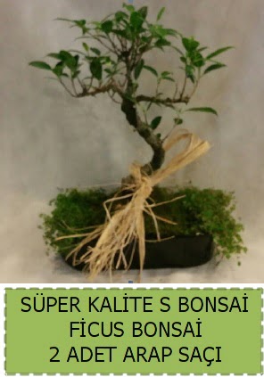 Ficus S Bonsai ve arap sa��  Ankara Sincan �i�ek�i ma�azas� 