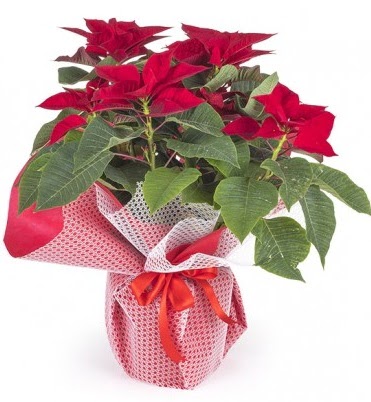 Atat�rk �i�e�i saks� bitkisi  Ankara Sincan �i�ek , �i�ek�i , �i�ek�ilik 
