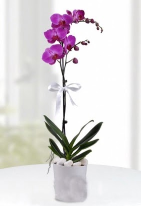 Tek dall saksda mor orkide iei  Ankara Sincan cicekciler , cicek siparisi 