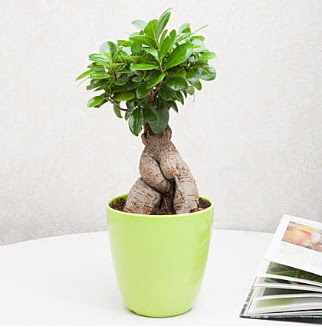 Ficus Ginseng Bonsai  Ankara Sincan �i�ek ma�azas� , �i�ek�i adresleri 