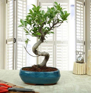 Amazing Bonsai Ficus S �thal  Ankara Sincan uluslararas� �i�ek g�nderme 