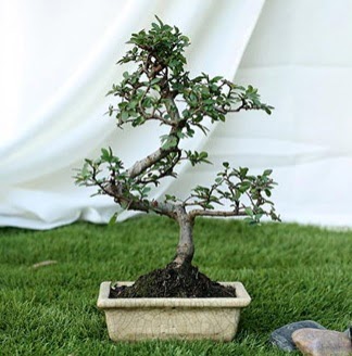 Fashionable Ulmus S Shape Bonsai �thal  Sincan �i�ek sipari�i Ankara Sincan �i�ek yolla 