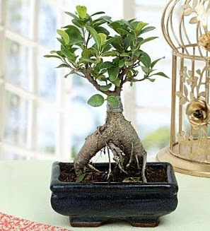 Appealing Ficus Ginseng Bonsai  Ankara Sincan kaliteli taze ve ucuz iekler 