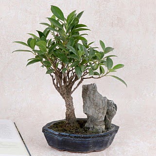 Japon aac Evergreen Ficus Bonsai  Ankara Sincan iek , ieki , iekilik 