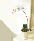  Ankara Sincan hediye iek yolla  Saksida kaliteli bir orkide