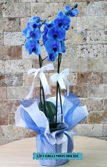 ift dall ithal mavi orkide  Ankara Sincan ucuz iek gnder 