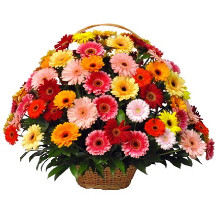 Kar���k renkli b�y�k gerbera sepet aranjman�  Ankara Sincan �i�ek , �i�ek�i , �i�ek�ilik 