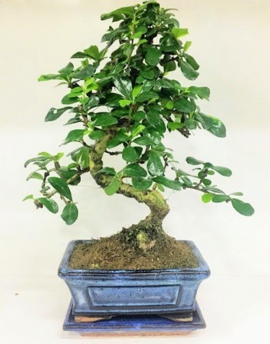 S Bonsai japon a�ac� bitkisi  Ankara Sincan �i�ek servisi , �i�ek�i adresleri 