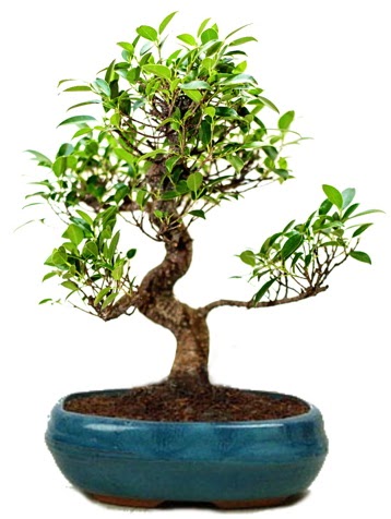 25 cm ile 30 cm aral���nda Ficus S bonsai  Ankara Sincan �i�ek , �i�ek�i , �i�ek�ilik 