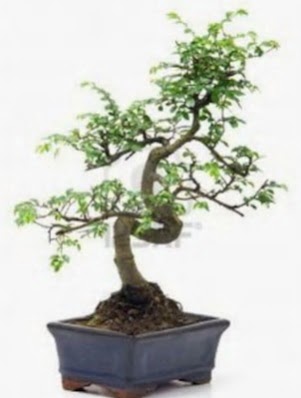 S g�vde bonsai minyat�r a�a� japon a�ac�  Ankara Sincan �i�ek sipari�i sitesi 