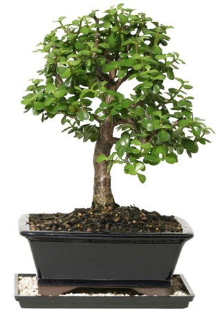 15 cm civar Zerkova bonsai bitkisi  Ankara Sincan online iek gnderme sipari 