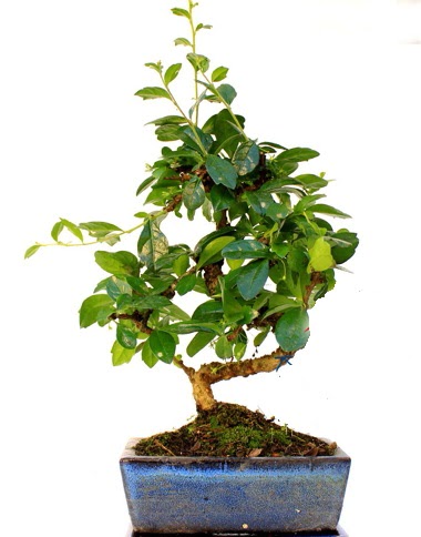 Bonsai Minyat�r A�a� Bonzai S G�vde  cicek siparisi Ankara Sincan cicek , cicekci 