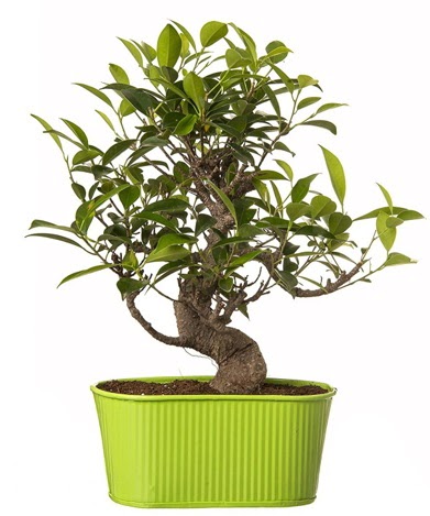 Ficus S g�vdeli muhte�em bonsai  Ankara Sincan online �i�ek g�nderme sipari� 